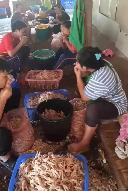 爆料鸡爪制作视频,自制美味鸡爪,跟随视频教程轻松学会! 第1张 爆料鸡爪制作视频,自制美味鸡爪,跟随视频教程轻松学会! 第1张